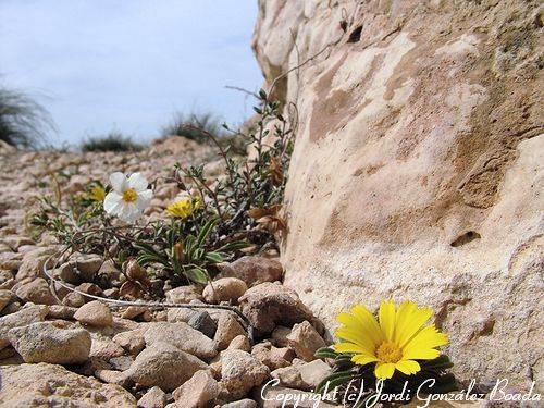 Parque Natural de Cabo de Gata - fotografía JGB20050507-0040.jpg