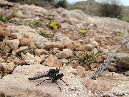 Parque Natural de Cabo de Gata - fotografía JGB20050521-0028.jpg