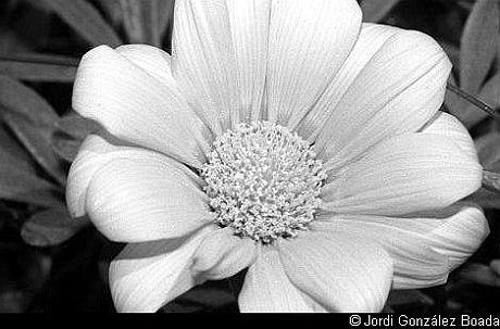 Flores y naturalezas muertas - 35mm - fotografía 0003.jpg