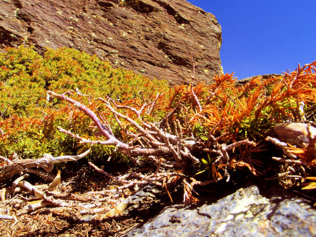 Sierra Nevada - fotografía JGB20140608_0029.jpg