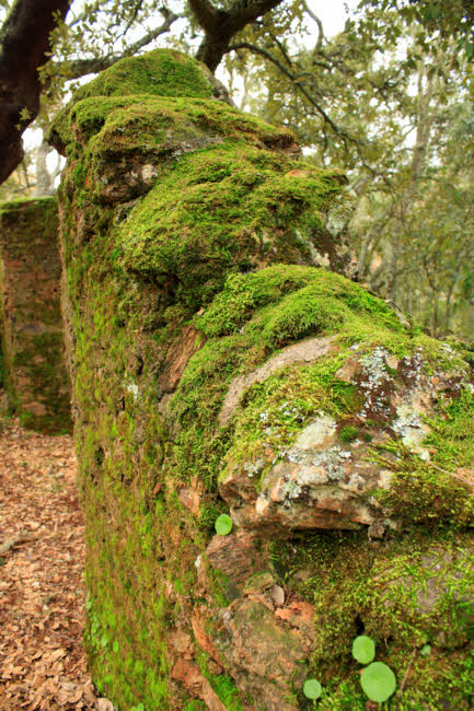 Cortelazor - fotografía JGB20130108_0011.JPG