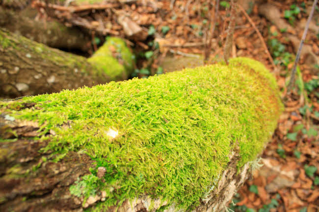 Cortelazor - fotografía JGB20130108_0049.JPG