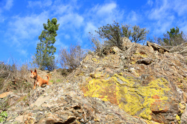 Cortelazor - fotografía JGB20130108_0063.JPG