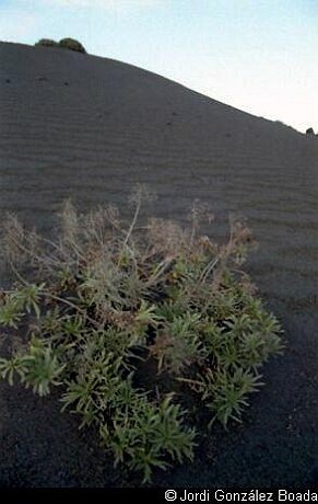 La Palma - Campo - 35mm - fotografía 0003.jpg