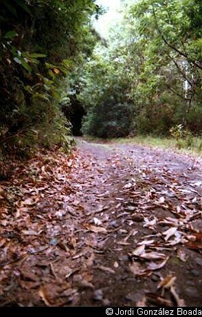 La Palma - Campo - 35mm - fotografía 0005.jpg