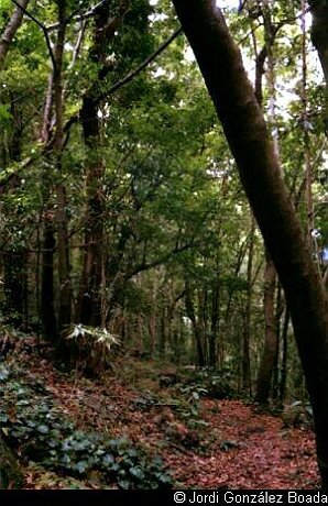 La Palma - Campo - 35mm - fotografía 0006.jpg