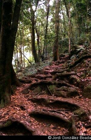 La Palma - Campo - 35mm - fotografía 0007.jpg