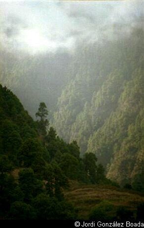 La Palma - Campo - 35mm - fotografía 0010.jpg