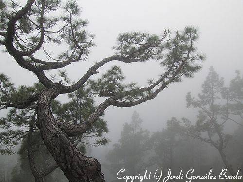 La Palma - fotografía JGB20060430-0001.jpg