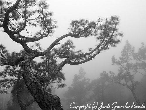 La Palma - fotografía JGB20060430-0001bn.jpg