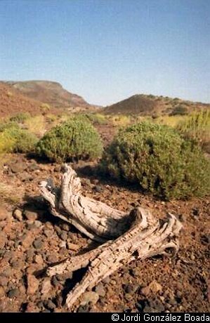 Cañadas del Teide - 35mm - fotografía 0003.jpg