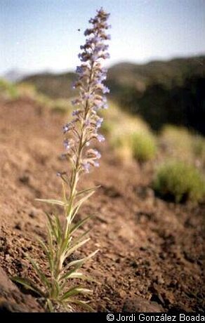 Cañadas del Teide - 35mm - fotografía 0004.jpg