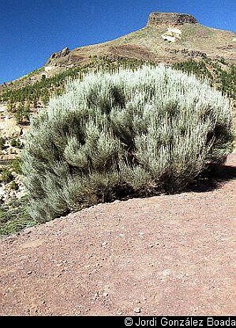 Cañadas del Teide - 35mm - fotografía 0006.jpg