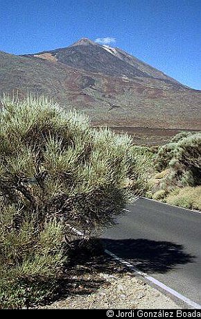 Cañadas del Teide - 35mm - fotografía 0009.jpg